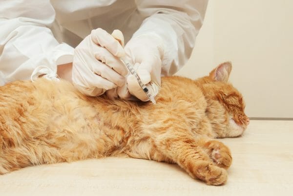 cat rabies vaccine - distemper in cats