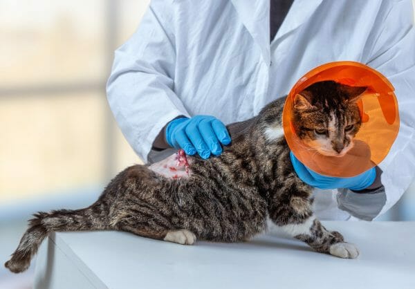 cat skin cancer - symptoms of cancer in cats