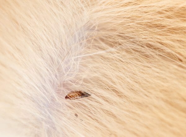 cat skin parasite - how to get rid of parasites in cats