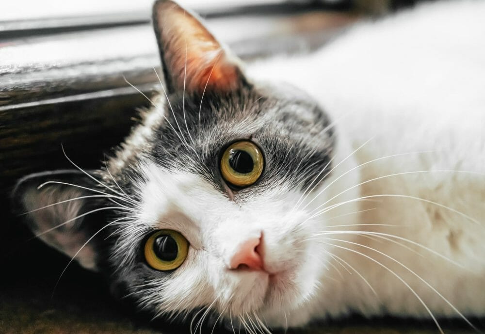 Upper Respiratory Infection in Cats Feline URI Diagnosis and Treatment