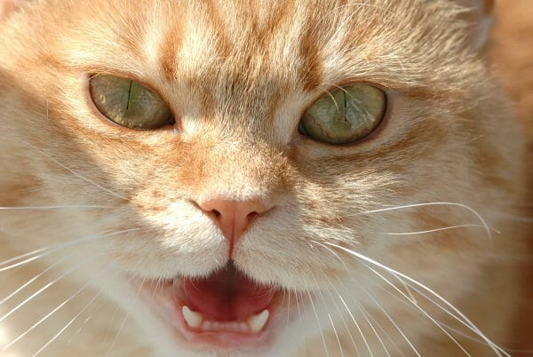 cat with rabies - rabies symptoms in cats