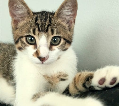 catcuddles cute cat contest winner milo amercian shorthair september 2023