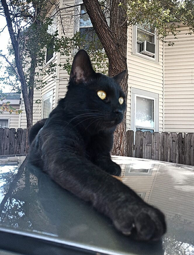catcuddles cute cat photo contest winner midnight black cat august 2023