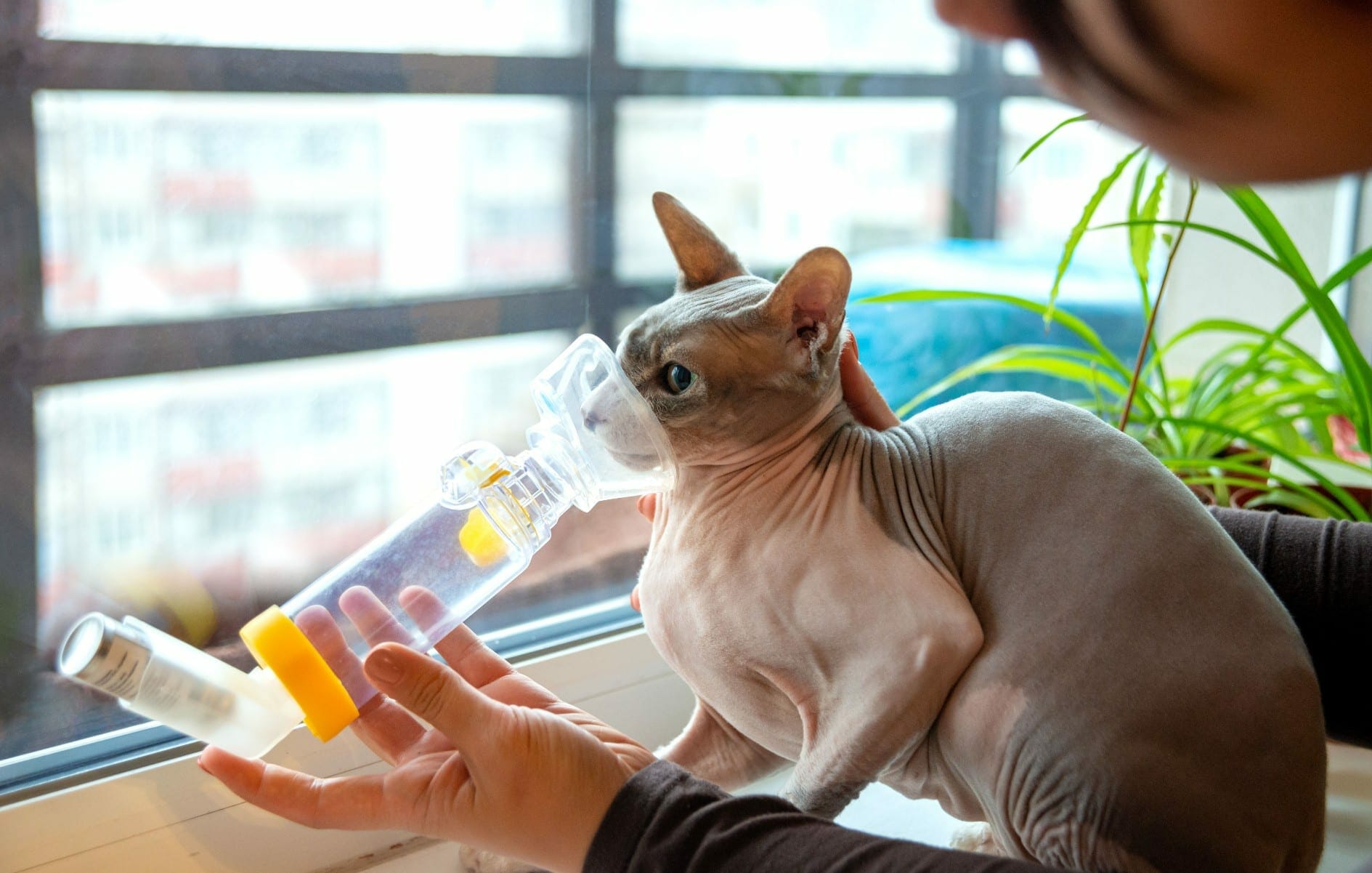 Upper Respiratory Infection in Cats Feline URI Diagnosis and Treatment