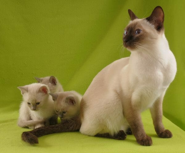 champagne mink tonkinese - tonkinese cat price