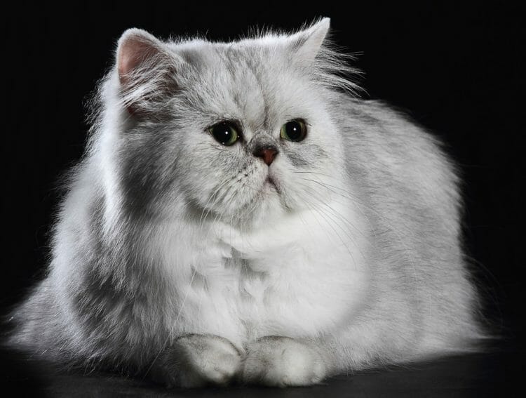 chinchilla cats - golden chinchilla cat