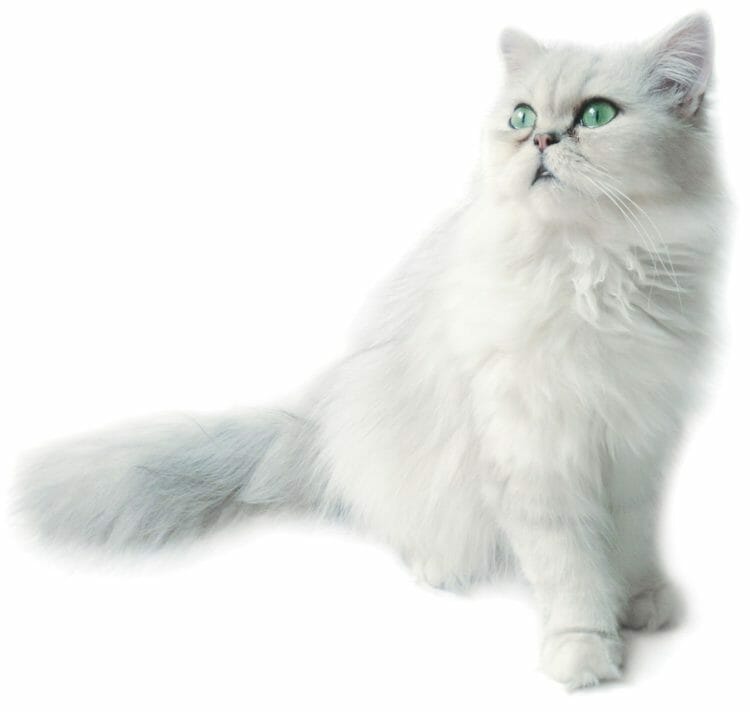 chinchilla persian cat - chinchilla and cats