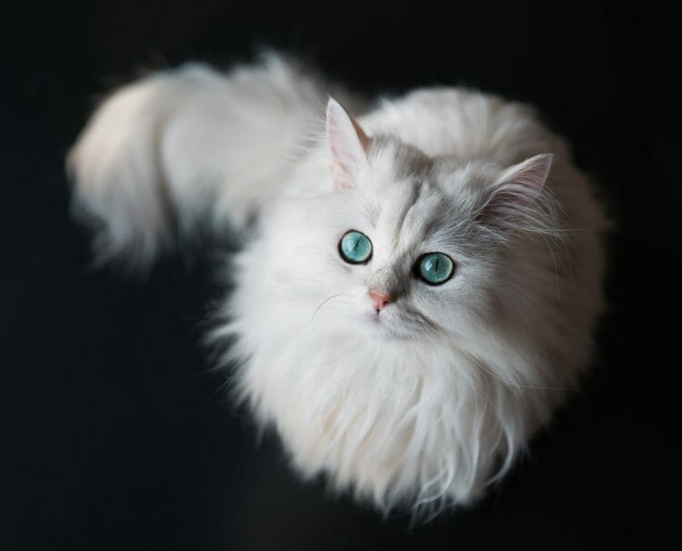 chinchilla persian cats - silver chinchilla cat