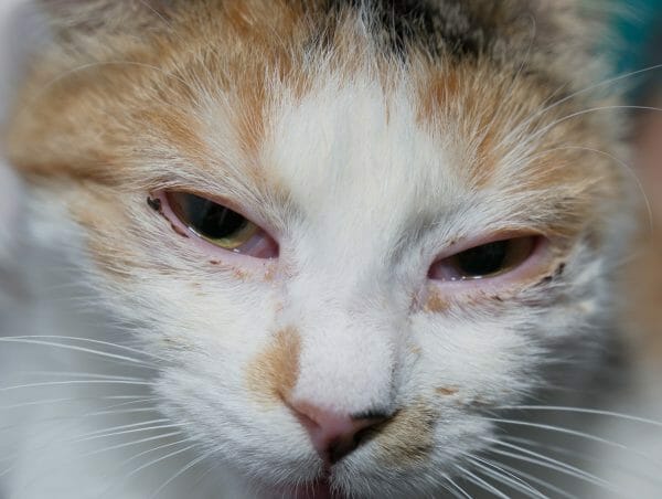 conjunctivitis in cats - cat conjunctivitis