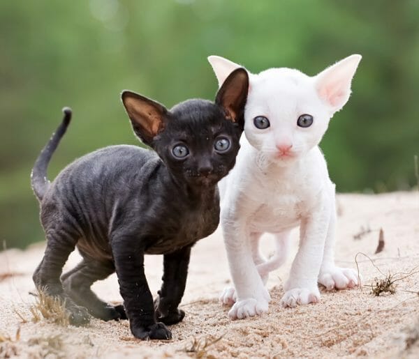 cornish rex cat breeds - pictures of cornish rex cats