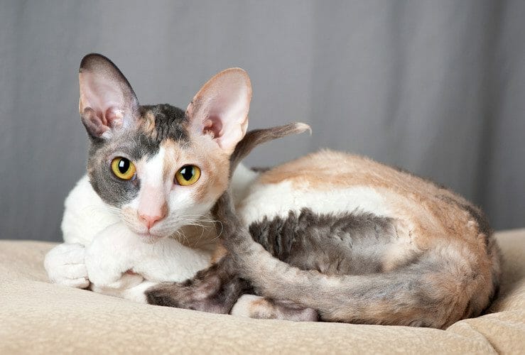 cornish rex cat - cornish rex cat names