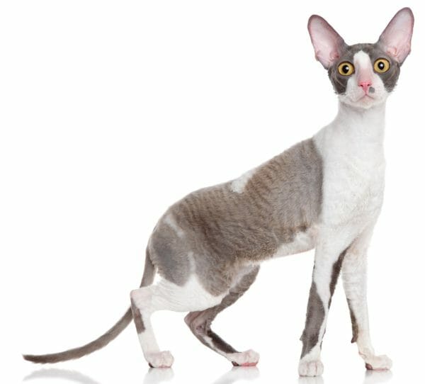 cornish rex cat price - cornish and devon rex cats