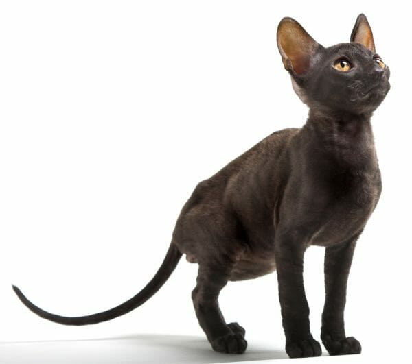 cornish rex devon rex cat - cornish rex black cat