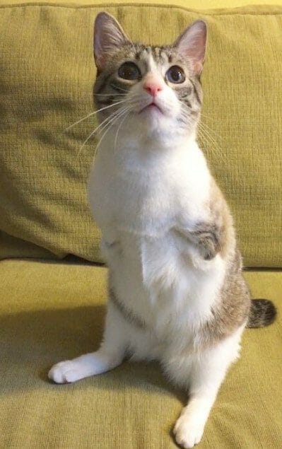 cute cat photo contest winner bunny roux siamese mix jan 2021