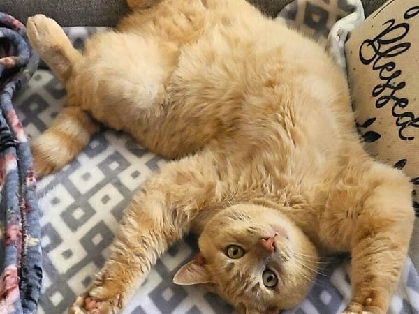 cute cat photo contest winner fluffy creme tabby adoption jan 23
