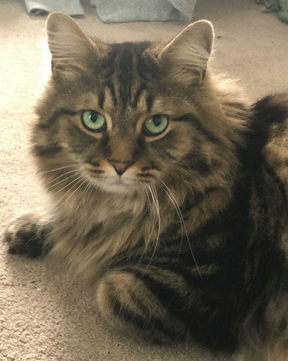 cute cat photo contest winner gibbs maine coon dec 2020