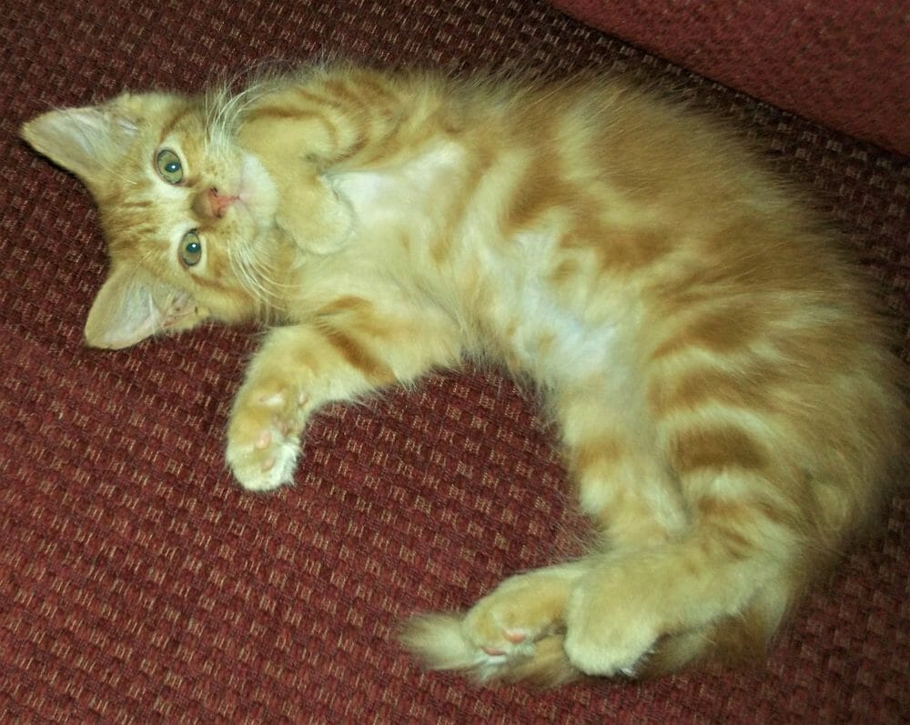 cute cat photo contest winner honey longhaired orange tabby aug 2021