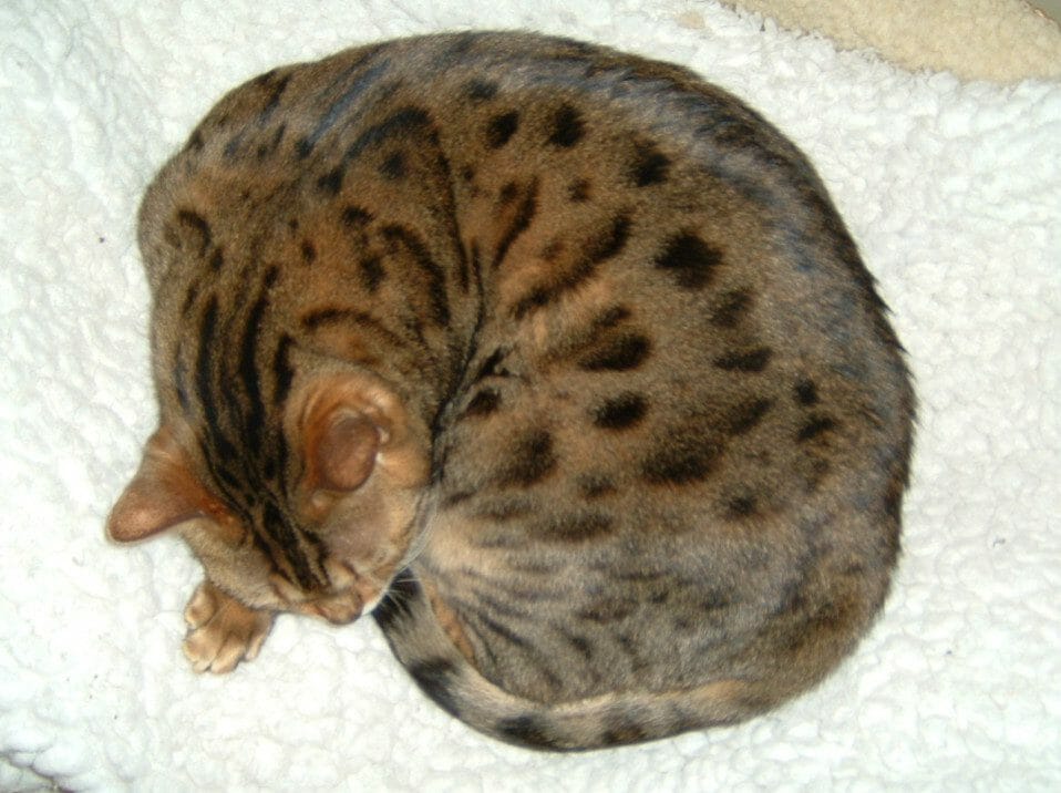 cute cat photo contest winner jones bengal mar 2021