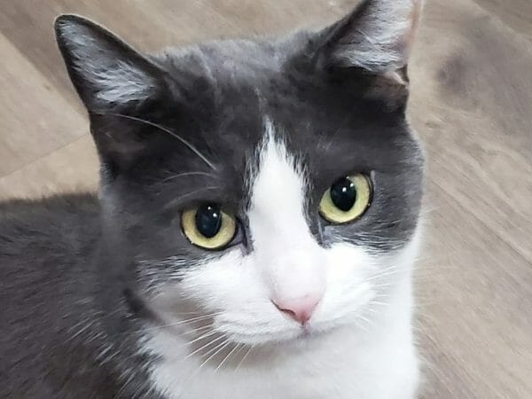 cute cat photo contest winner moonlite gray tuxedo cat sept 2021