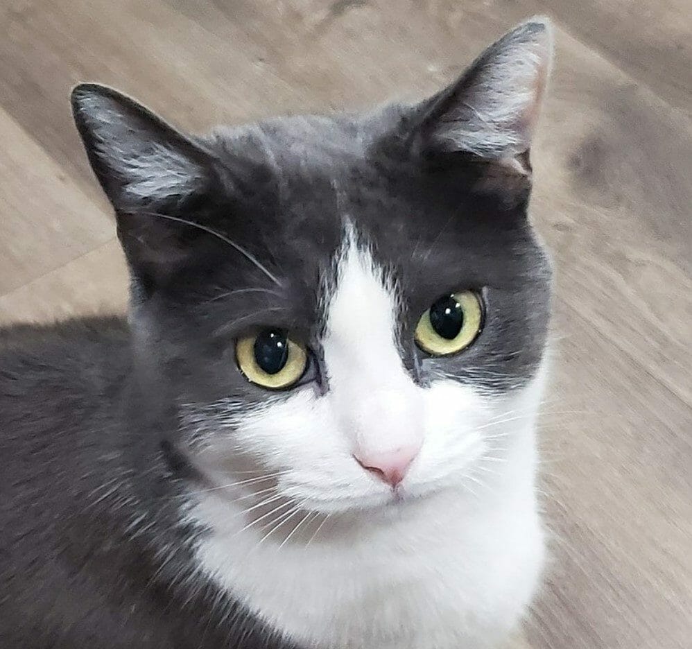 cute cat photo contest winner moonlite gray tuxedo cat sept 2021