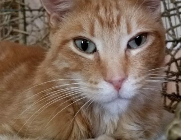 cute cat photo contest winner pete ginger shorthair feb 2021