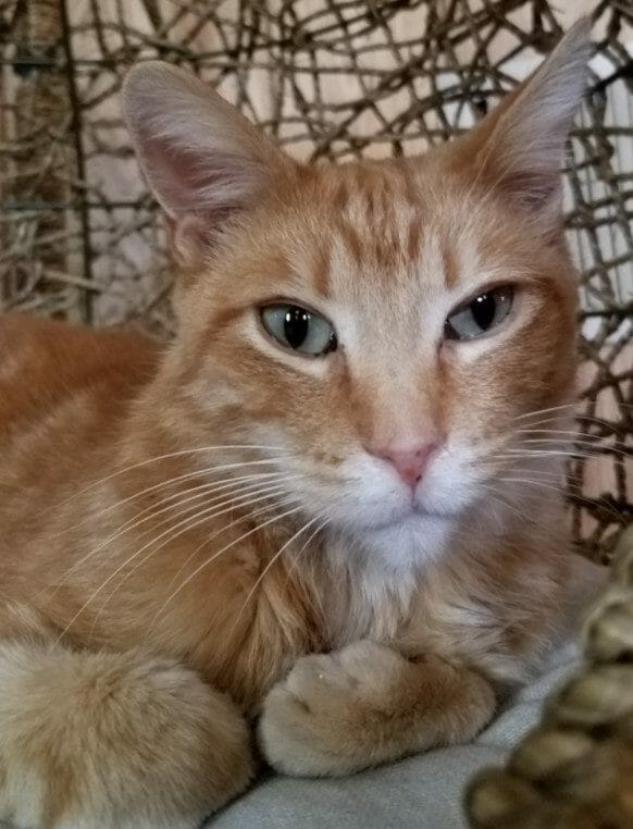 cute cat photo contest winner pete ginger shorthair feb 2021