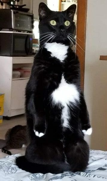 cute cat photo contest winner sasha tuxedo may 2021