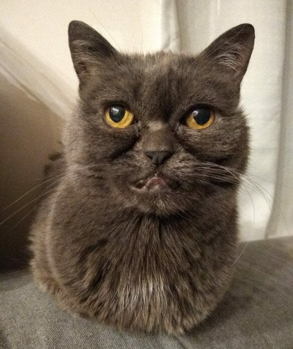cute cat photo contest winner smeagol russian blue mix apr 2021