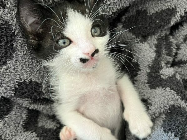 cute cat photo contest winner stache tuxedo sept 22