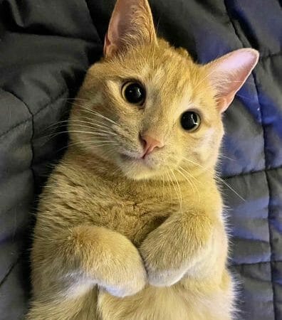 cute cat photo contest winner sushi ginger cat june 2023