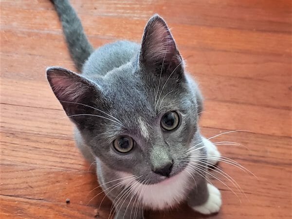 cute cat photo contest winner worf gray tuxedo feb 2022