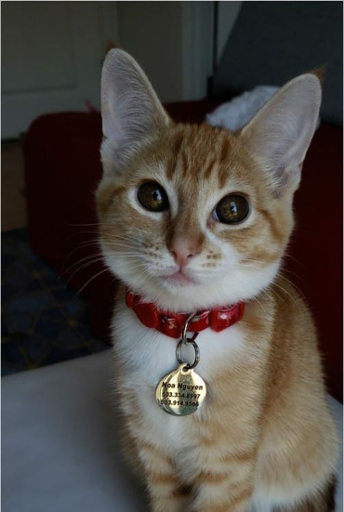 cute ginger orange cat picture