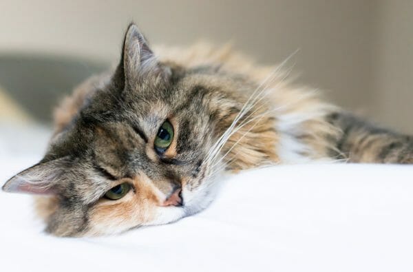 diabetic cat - diabetes symptoms in cats