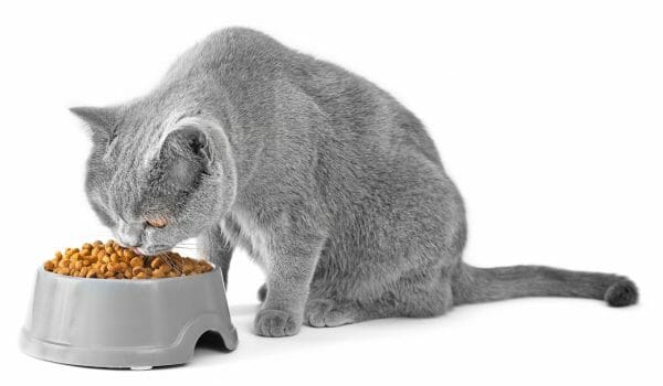 diabetic cat food - food for diabetic cats