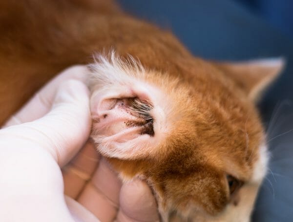 ear mites in cats - cat ear mites