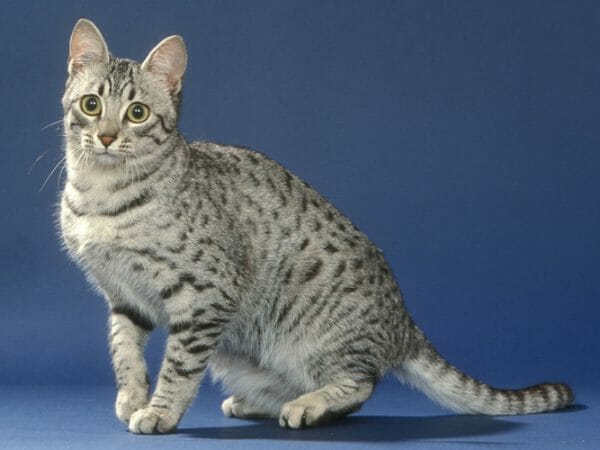 egyptian mau cat - egyptian mau cat breeds
