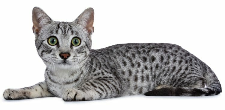 egyptian mau cat price - pictures of egyptian mau cats
