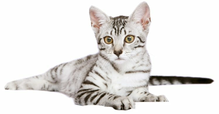 egyptian mau cats - how much are egyptian mau cats