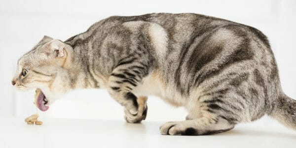 feline distemper - feline panleukopenia symptoms