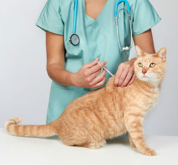 feline distemper vaccine - feline panleukopenia vaccine