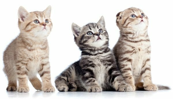 feline leukemia symptoms - is feline leukemia contagious