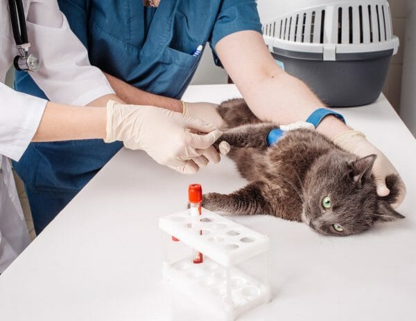 feline leukemia virus - feline leukemia test - FeLV diagnosis