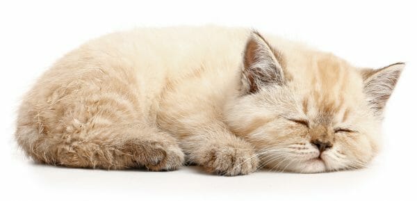 feline panleukopenia life cycle - feline panleukopenia treatment