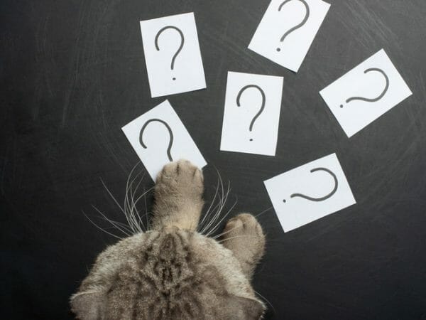 frequently asked cat questions - cat health questions