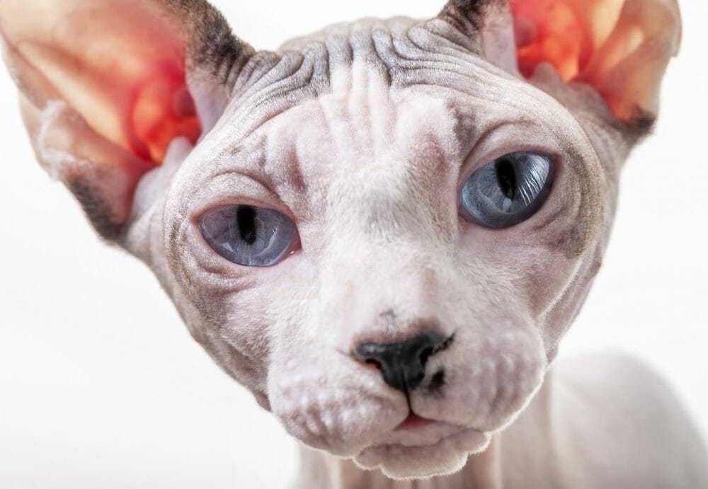 Hairless Cat Breeds Hypoallergenic Types of Hairless Cats Sphynx