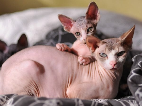 hairless kitten and calico cats