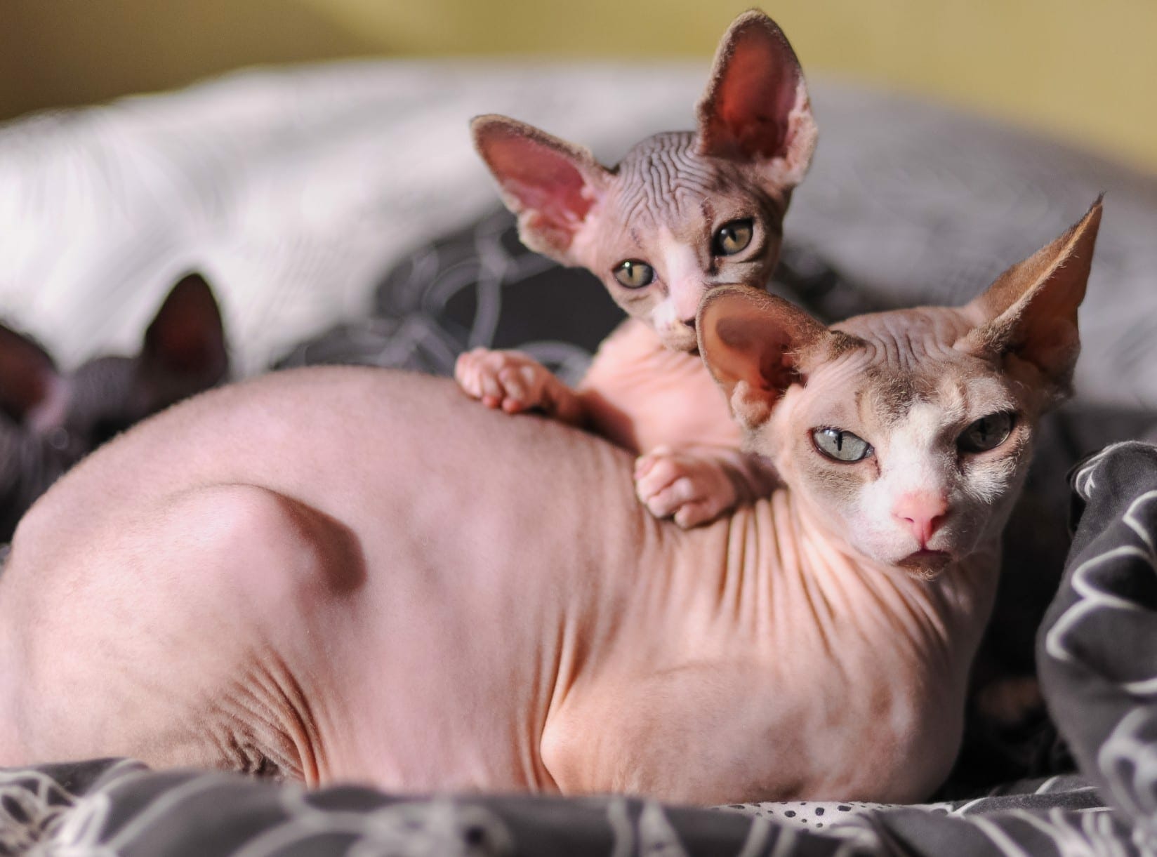 Hairless Cat Breeds Hypoallergenic Types of Hairless Cats Sphynx