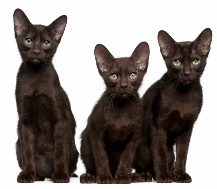 havana brown cats - havana brown kitten