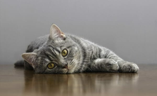 heartworm in cats - how to get rid of heartworms in cats