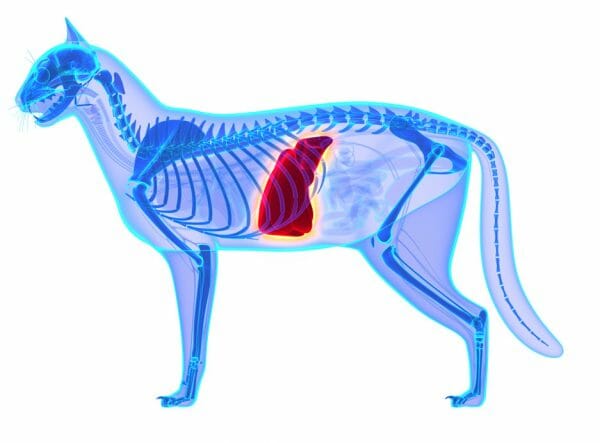 hepatic amyloidosis cat - liver cat amyloidosis